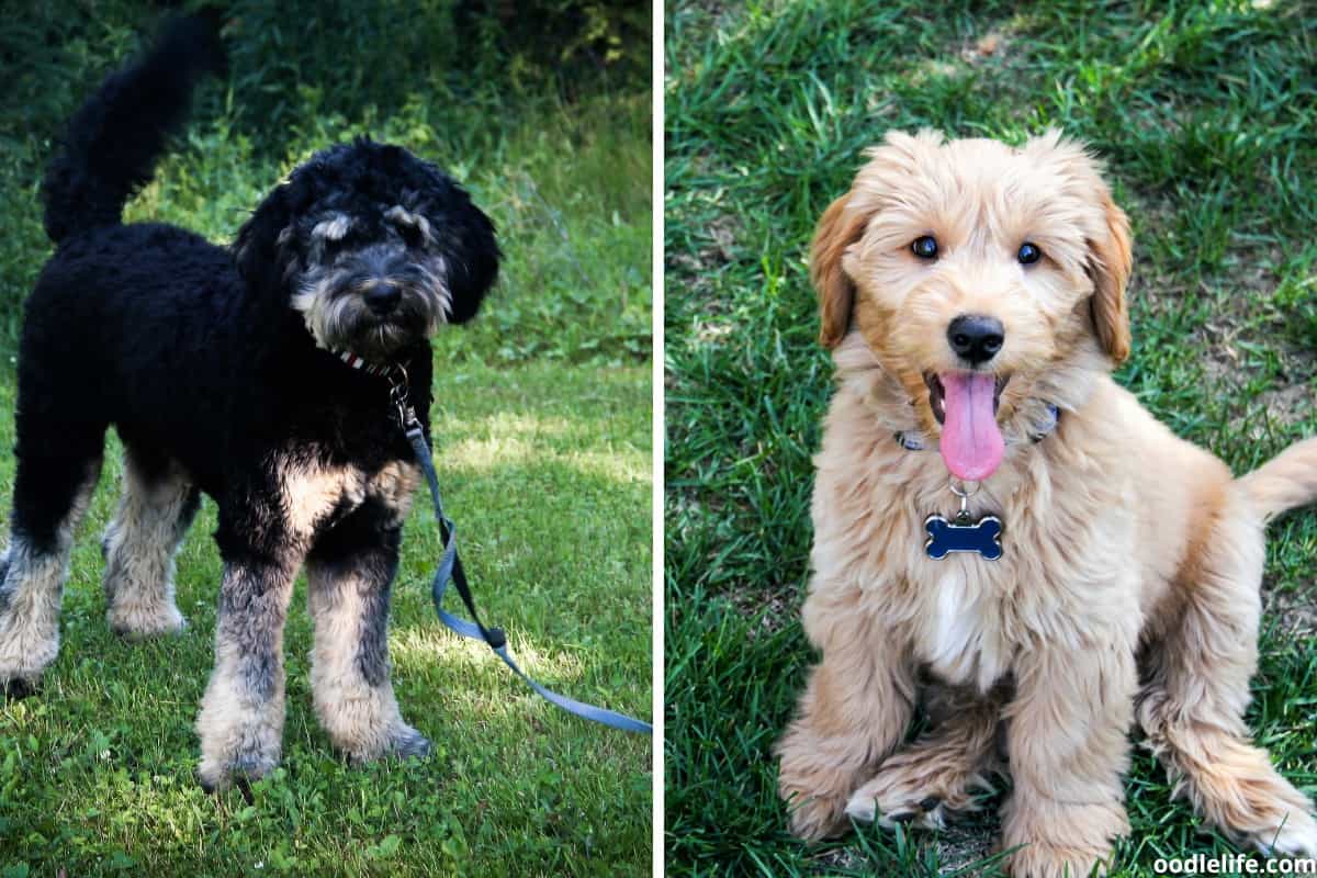 Bernedoodle VS Goldendoodle 8 KEY Differences (with Photos)