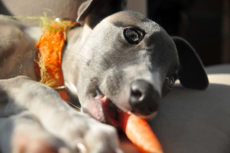 can-dogs-eat-carrots-pet-care-advisors