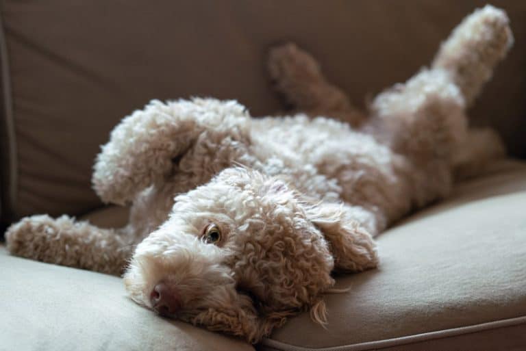 Goldendoodle Health Issues And Prevention Oodle Life