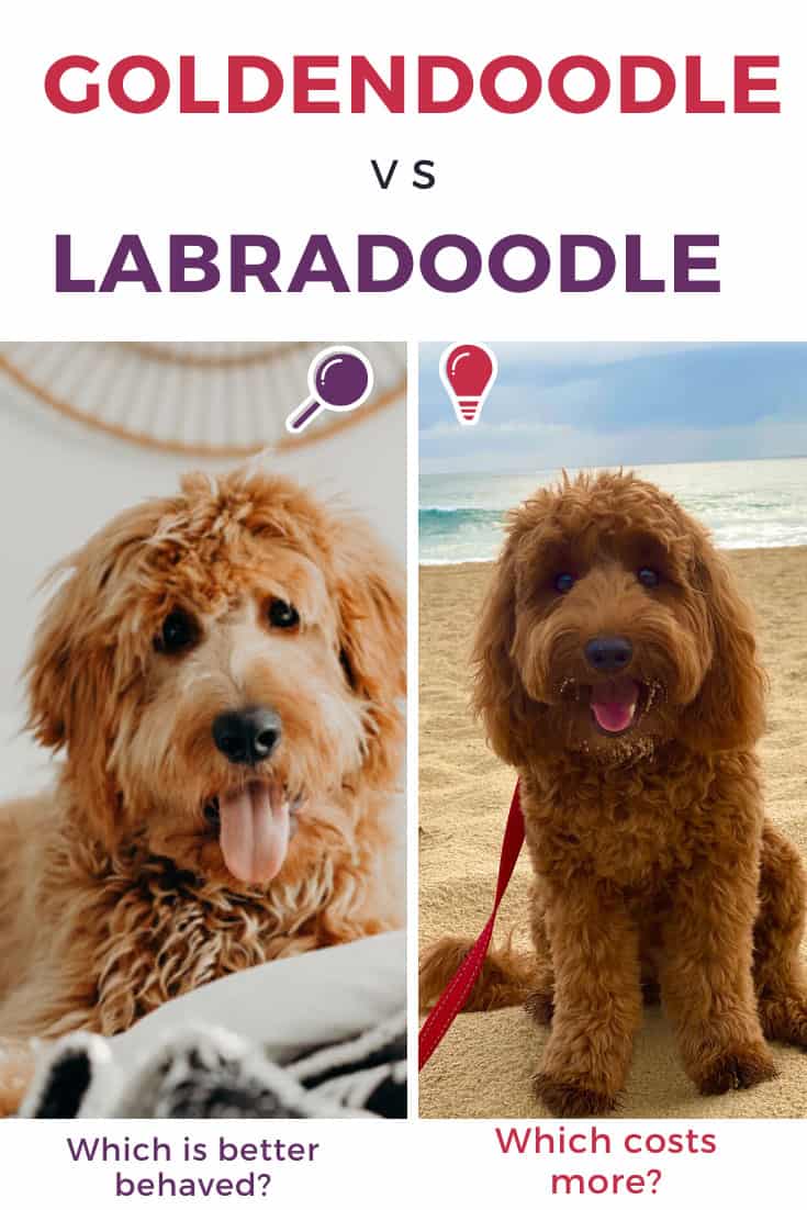 Labradoodle Vs Goldendoodle Shedding - Which Sheds The Least? - Oodle Life