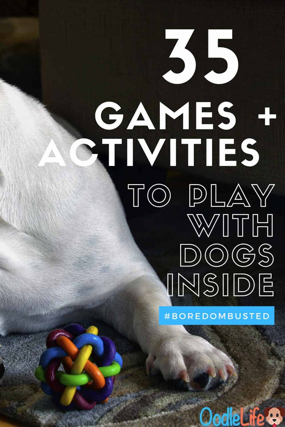 35 Games To Play With Dogs Inside Exciting Indoor Activities