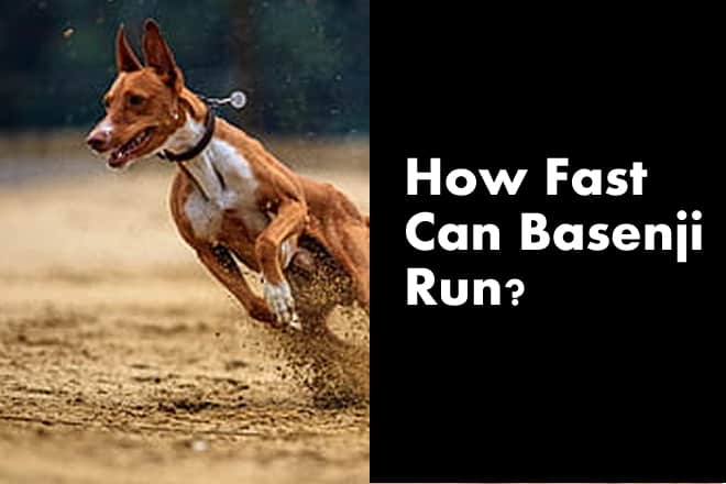 How Fast Can A Basenji Run? (Basenji Running Partner?) - Oodle Life