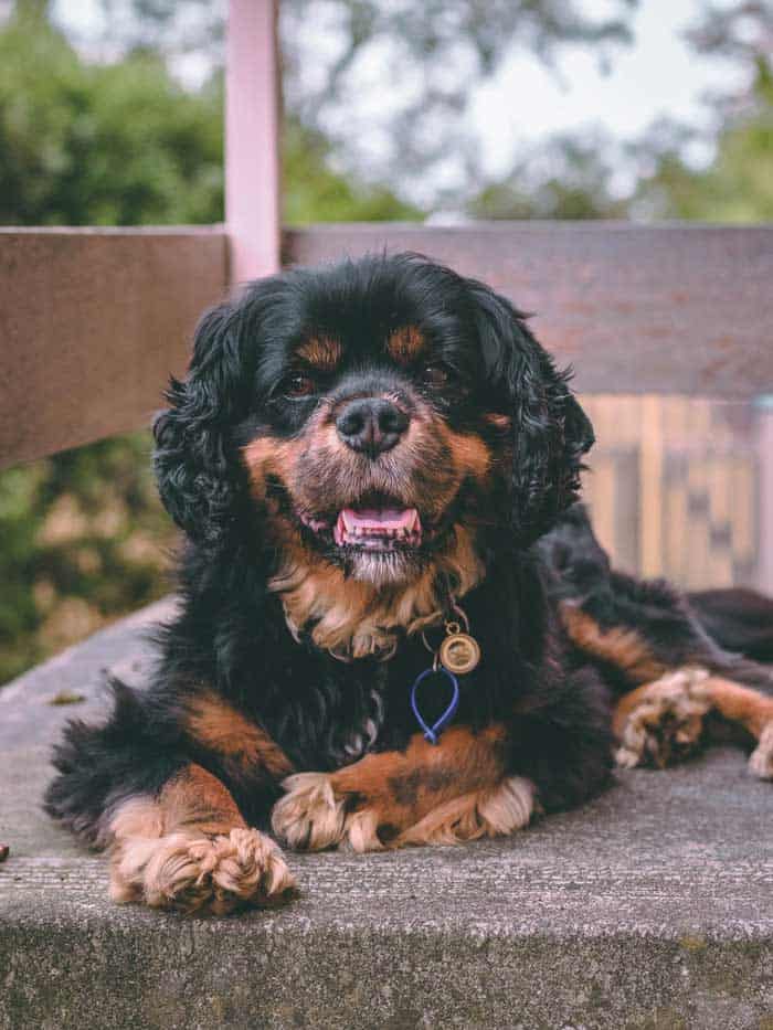 svart och tan cavalier King Charles spaniel hund bild