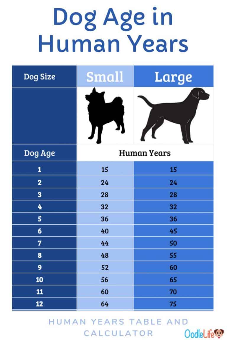 Calculator Dog Years For Small Dogs? Conversion Table And Best Dog To