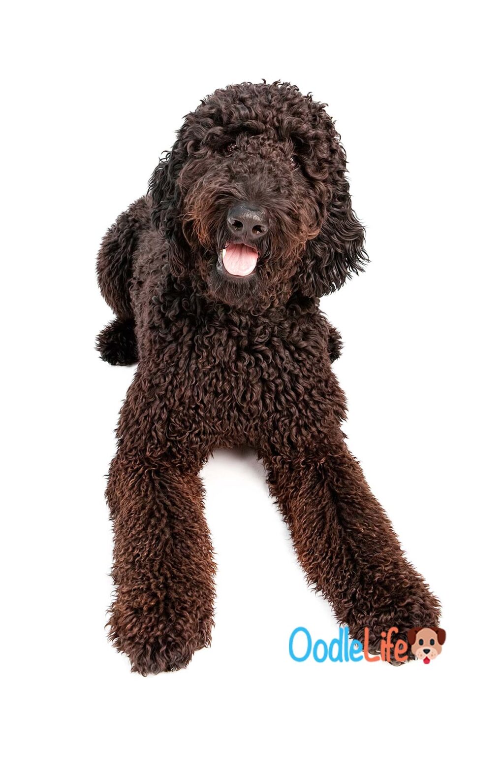 black bear goldendoodles