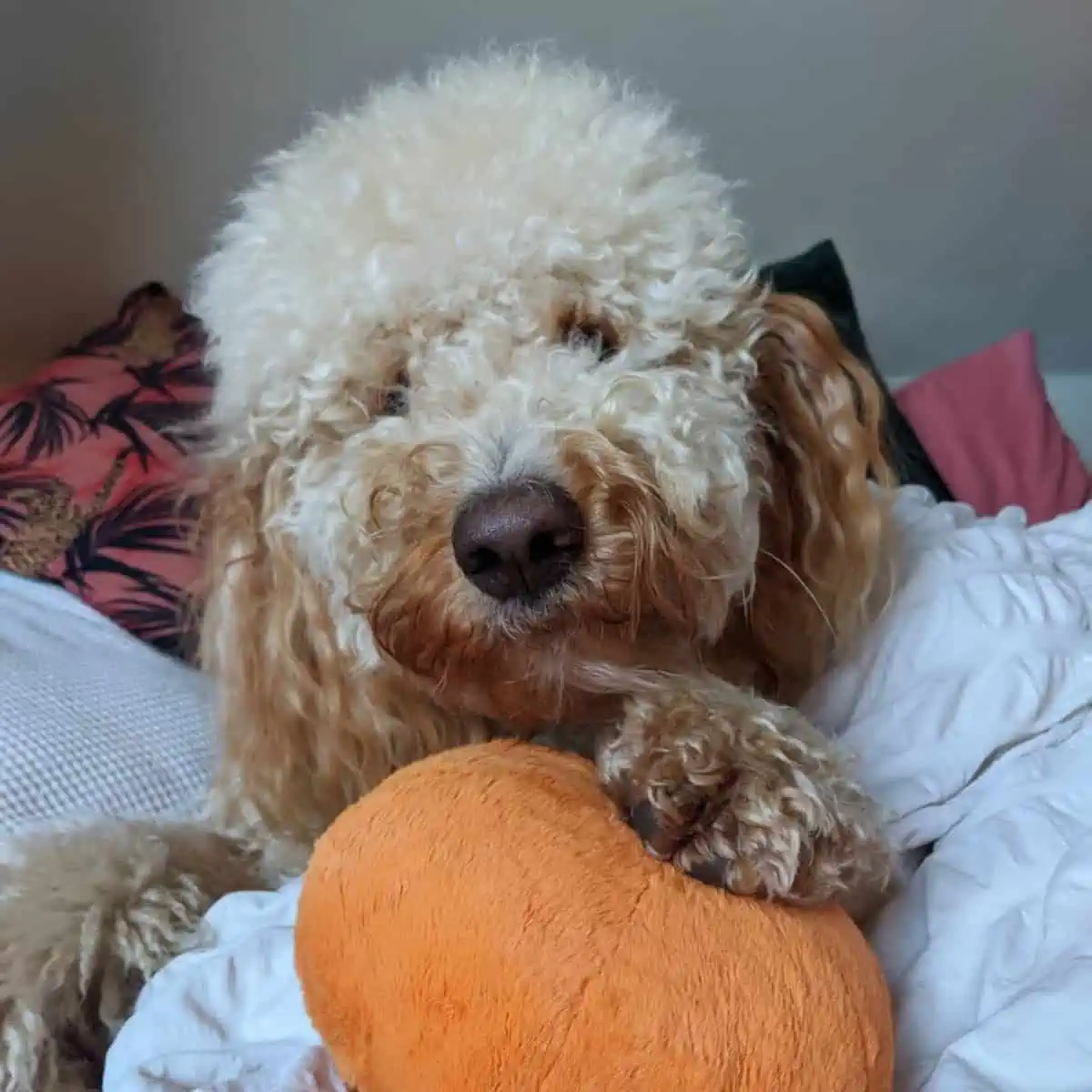 curious F1B Goldendoodle with toy