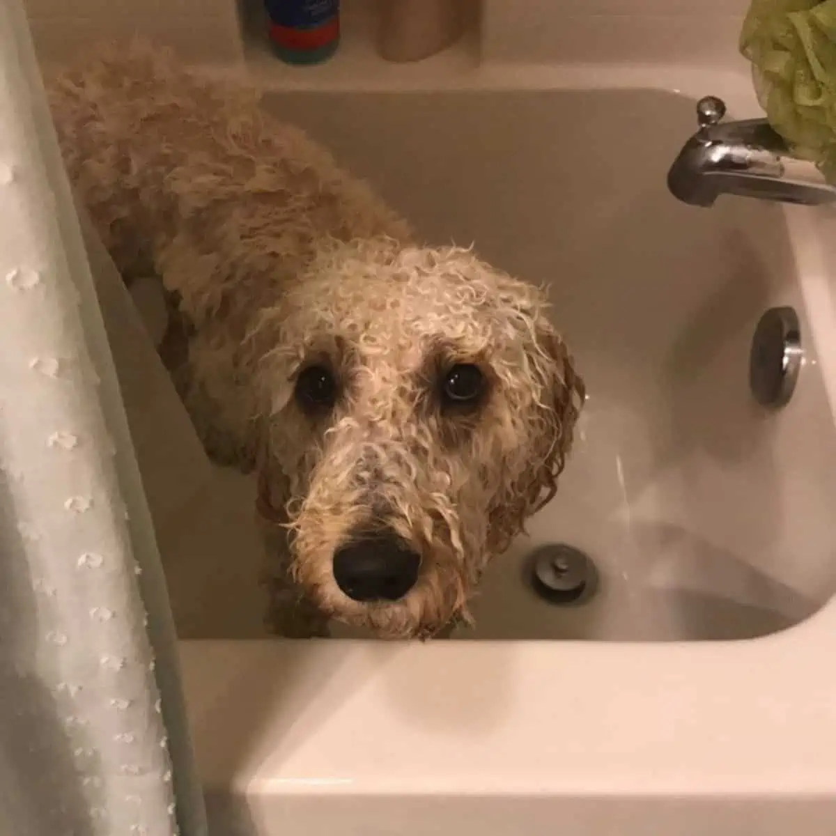 Goldendoodle needs a good brushing