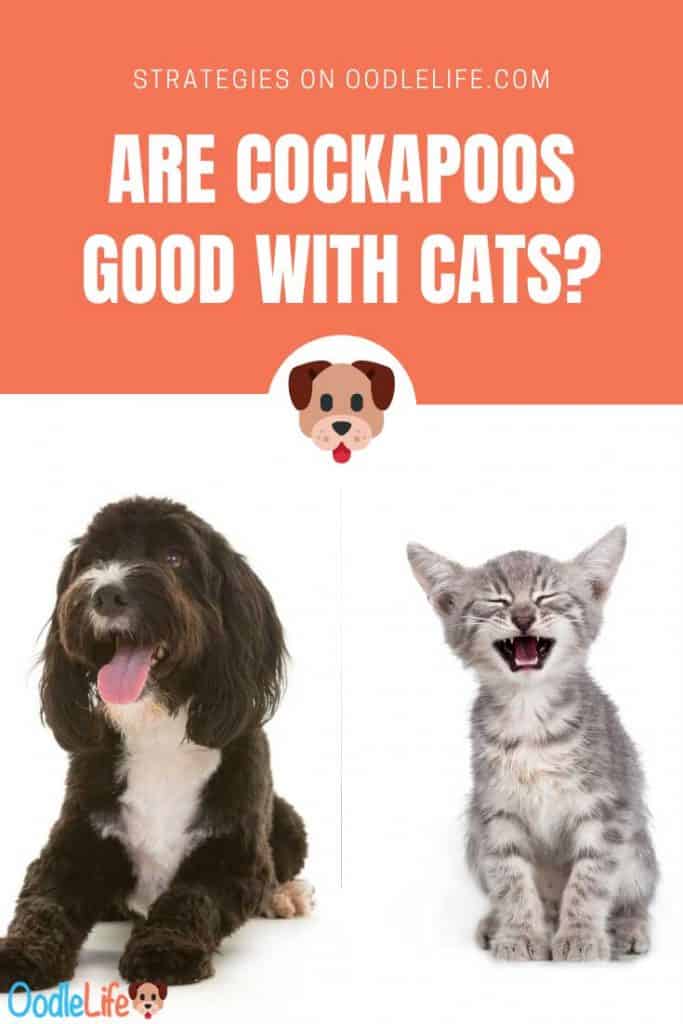 cockapoo temperament with cats