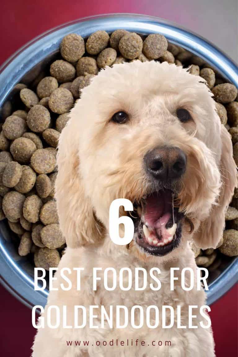 6 Best Foods For Goldendoodle Dogs Reviewed Oodle Life