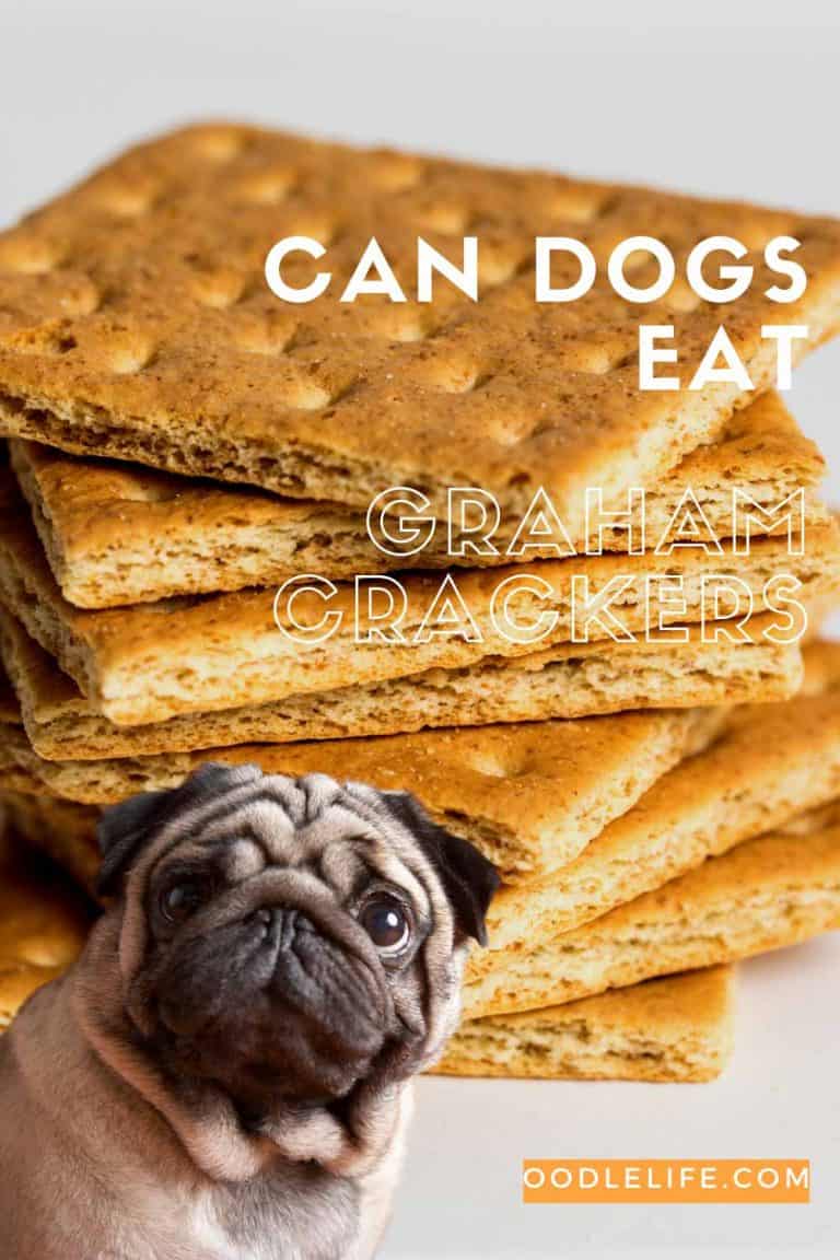 can-dogs-eat-graham-crackers-complete-guide-oodle-life