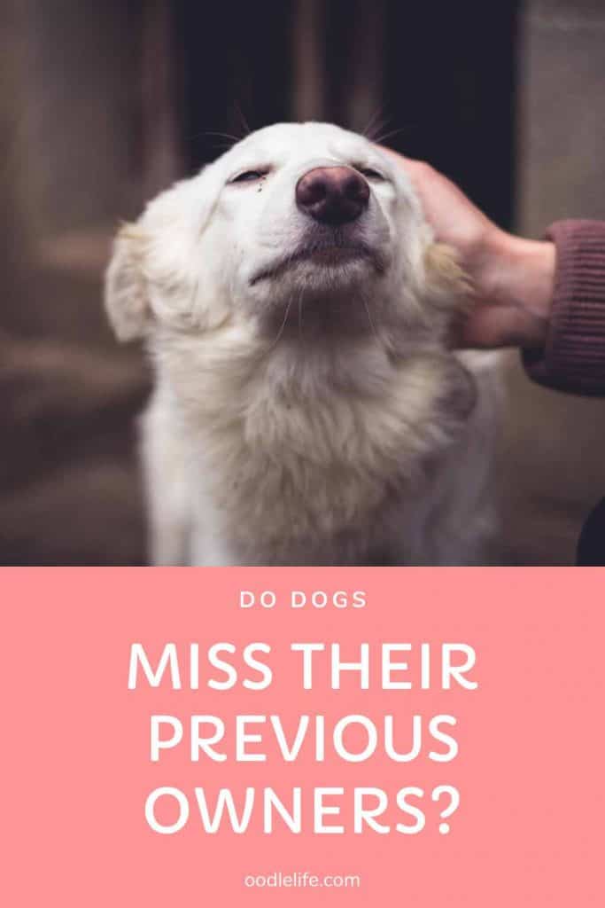 Do Dogs Miss Their Previous Owners 2 Minute Memory Oodle Life