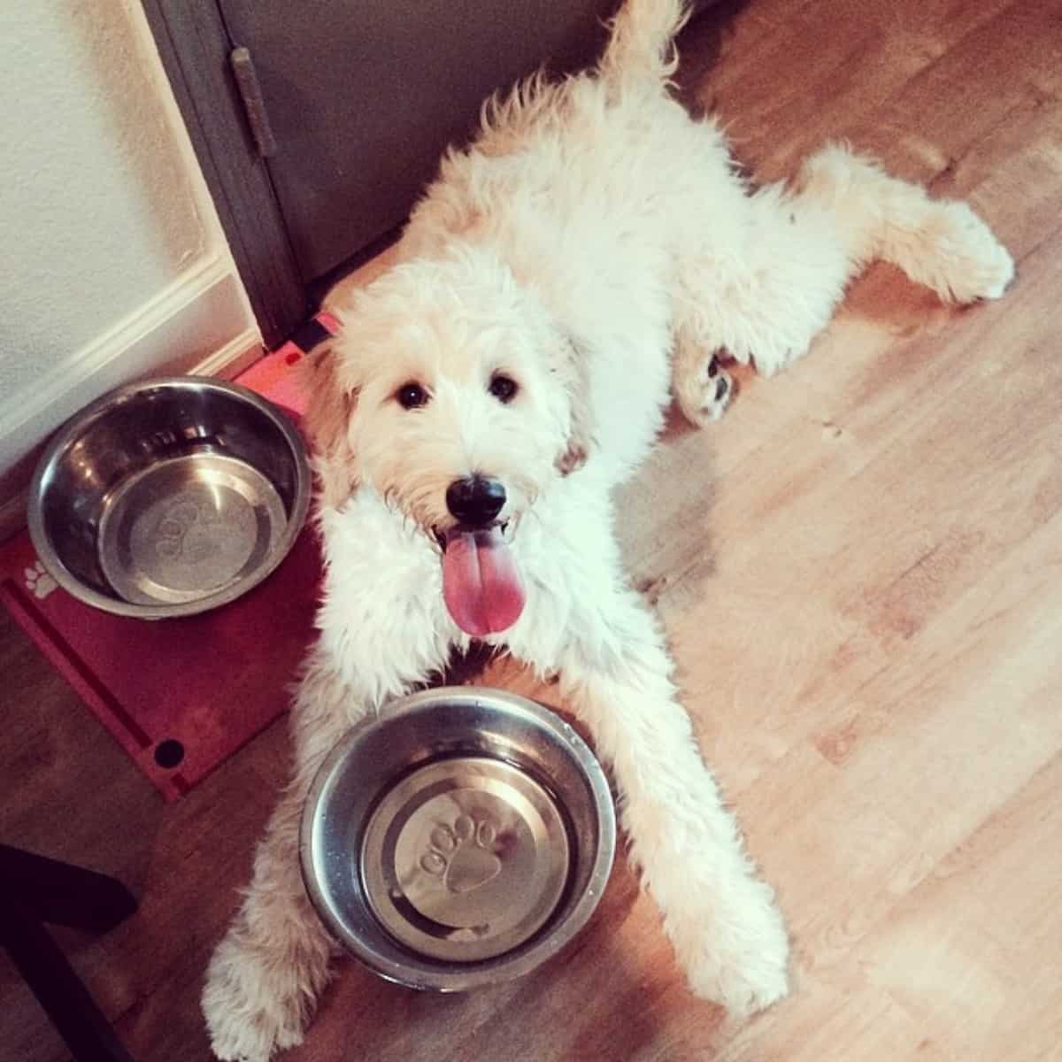 feeding time of Goldendoodle