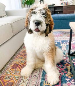 What Is A Saint Bernard Poodle Mix - St Berdoodle 101 (With Photos ...