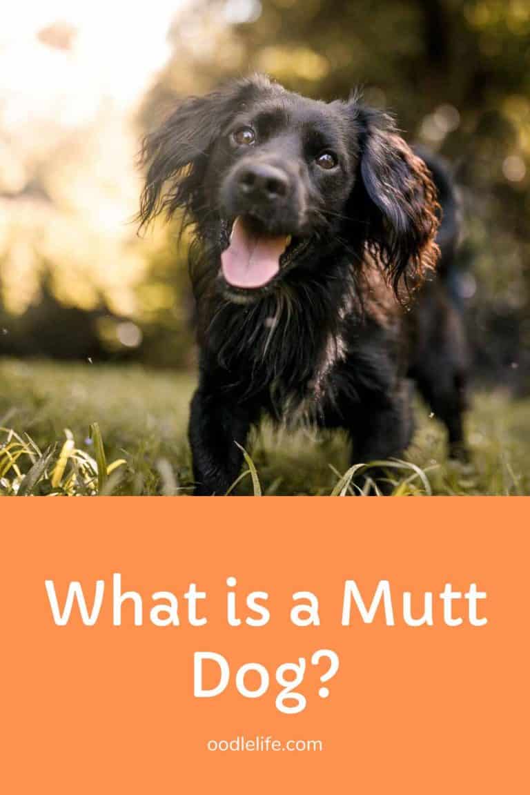 mutt definition dog