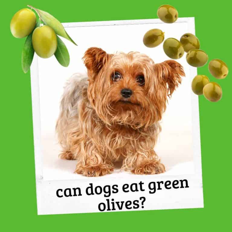 can-dogs-eat-green-olives-what-to-do-oodle-life