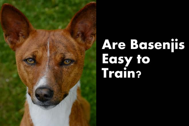 are basenjis hard to train