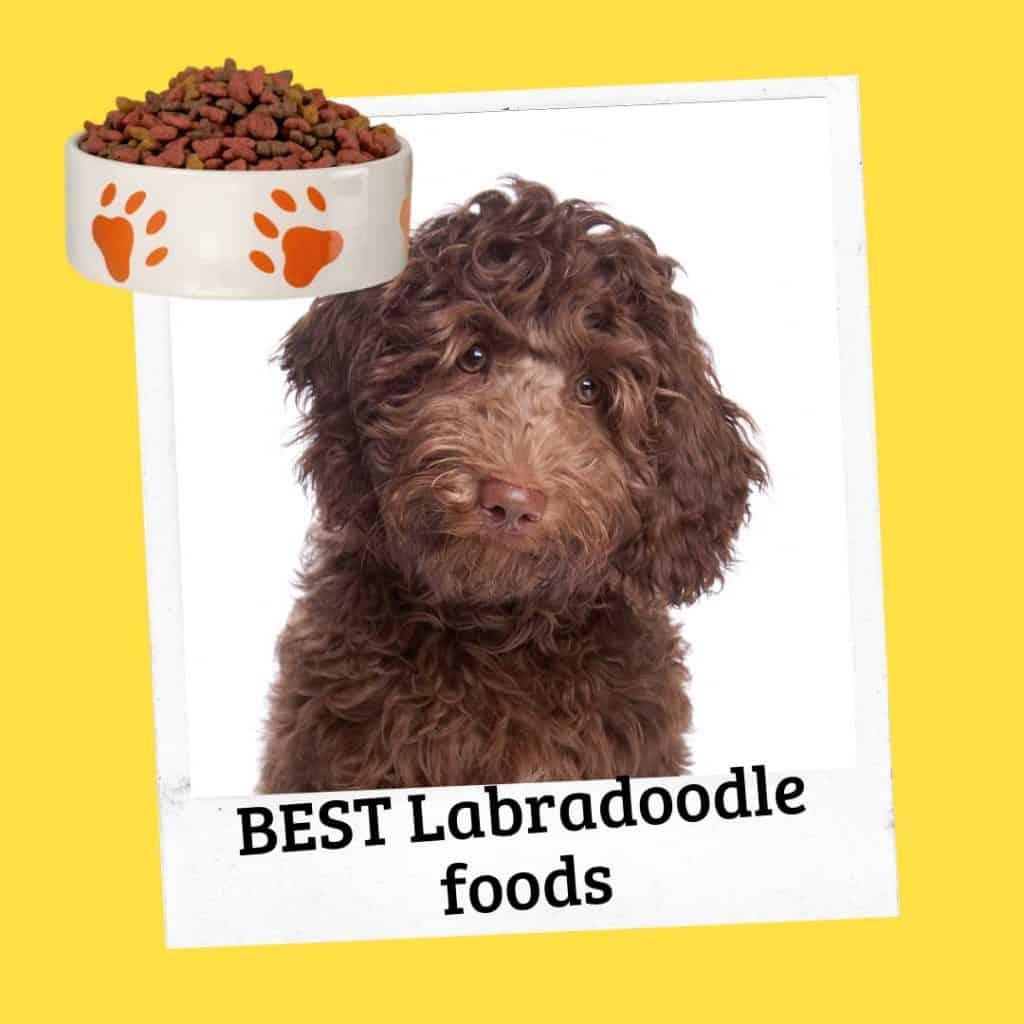 best-labradoodle-dry-dog-foods-1024x1024.jpg
