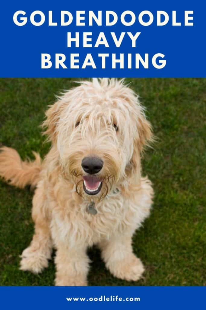 Why Is My Goldendoodle Breathing Heavily? Goldendoodle ...