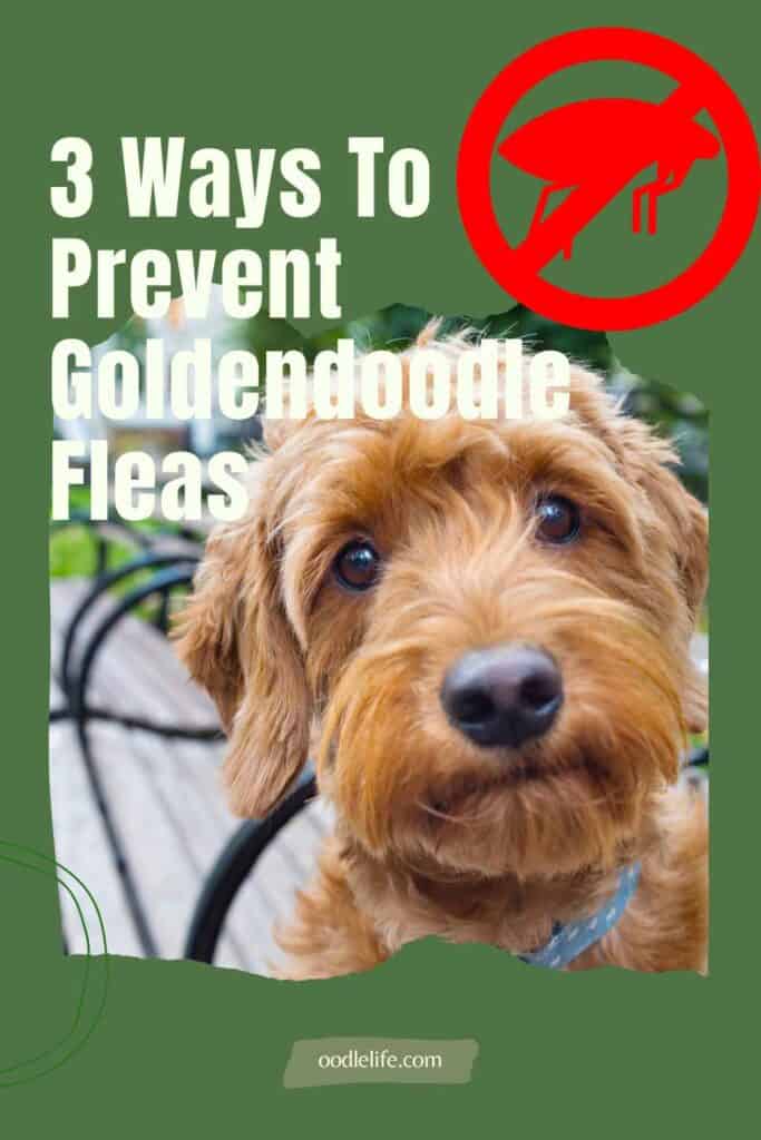 what is the best treatment for dog fleas