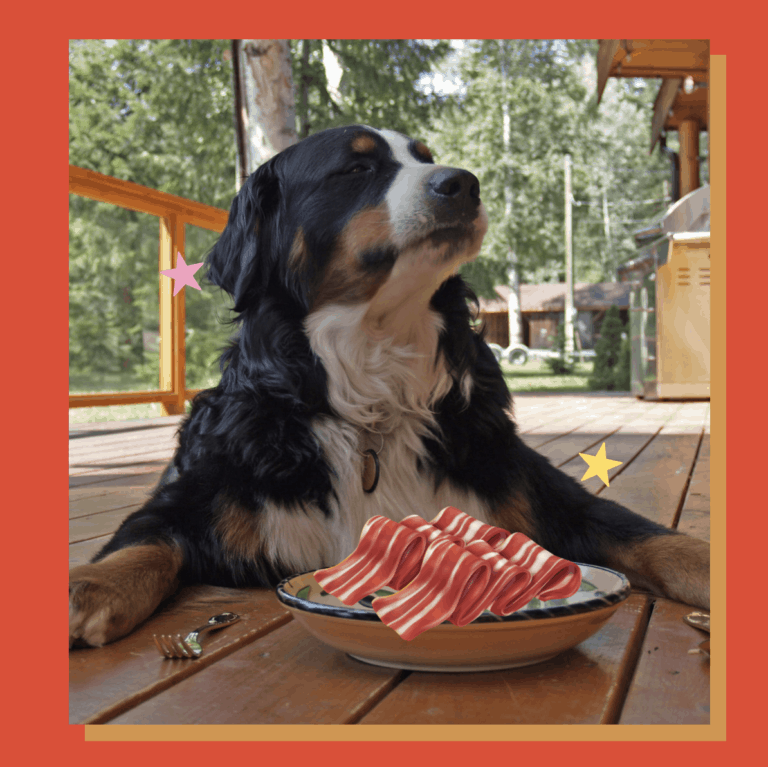 can-dogs-eat-raw-bacon-oodle-life