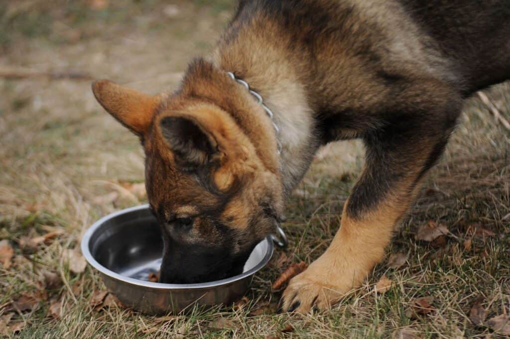 German Shepherd Homemade Food Recipes Oodle Life