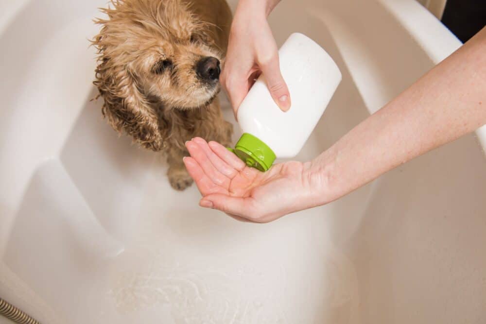 best-dog-shampoo-for-dry-skin-oodle-life