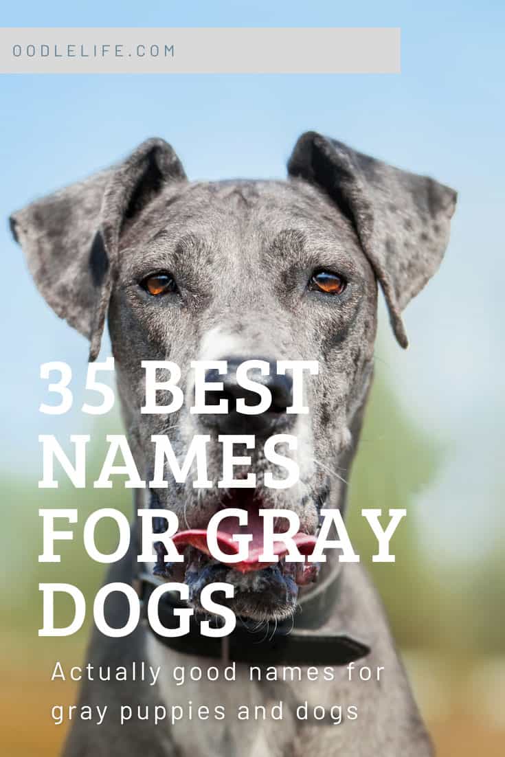 35-best-gray-dog-names-what-should-i-name-my-gray-dog-oodle-life