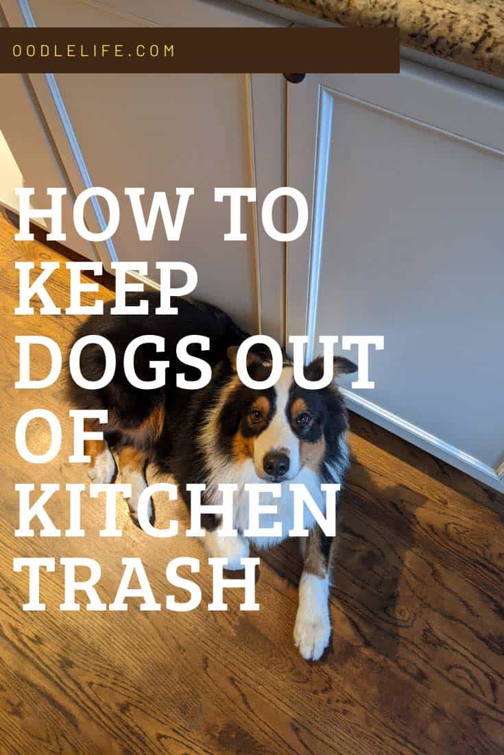 how to keep dogs away from trash can