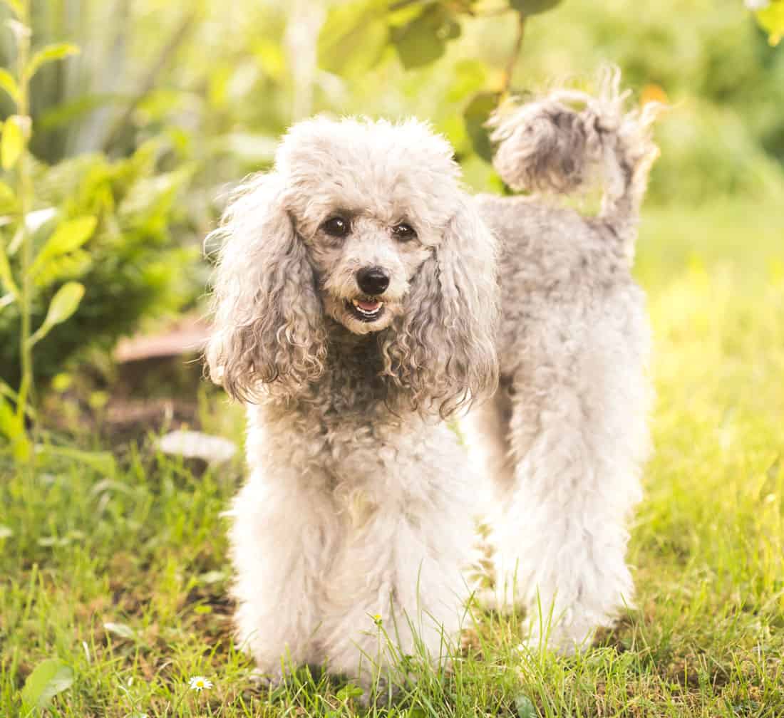 13 Dogs That Look Like Mops (with Photos) - Oodle Life