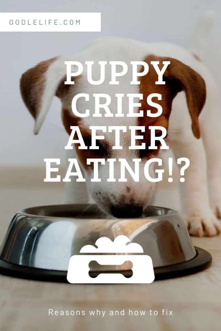 Dog Crying After Eating – Is It A Problem? (Solutions) - Oodle Life