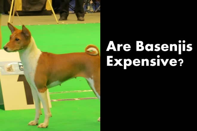 how much does a basenji dog cost