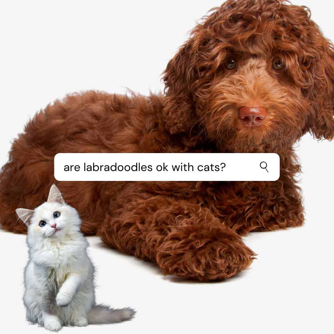 do labradoodles get along with cats