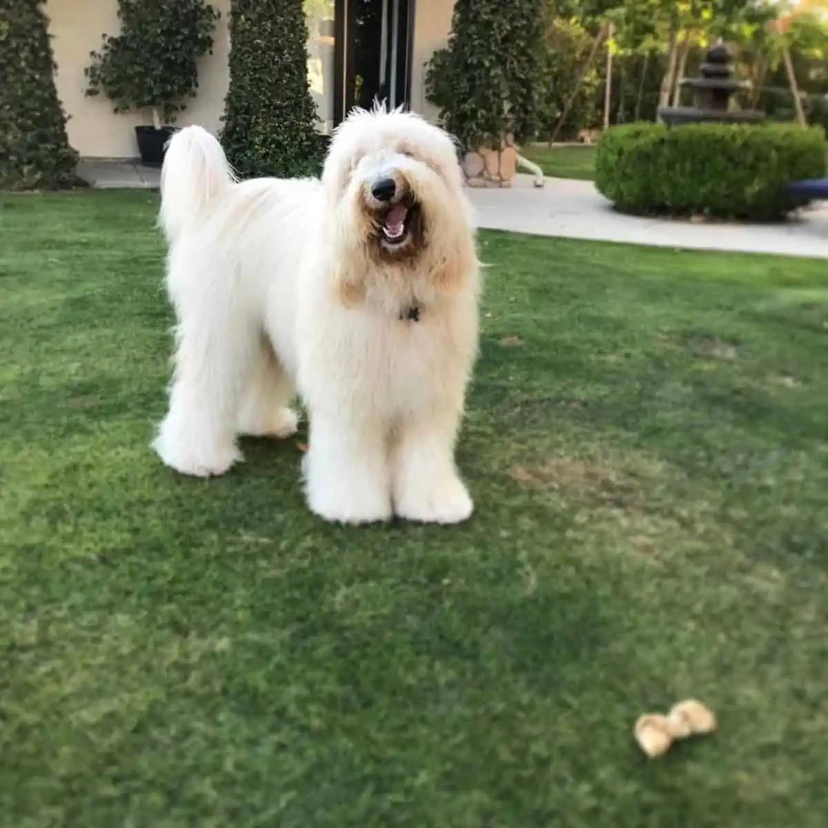 standing Goldendoodle with open mouth