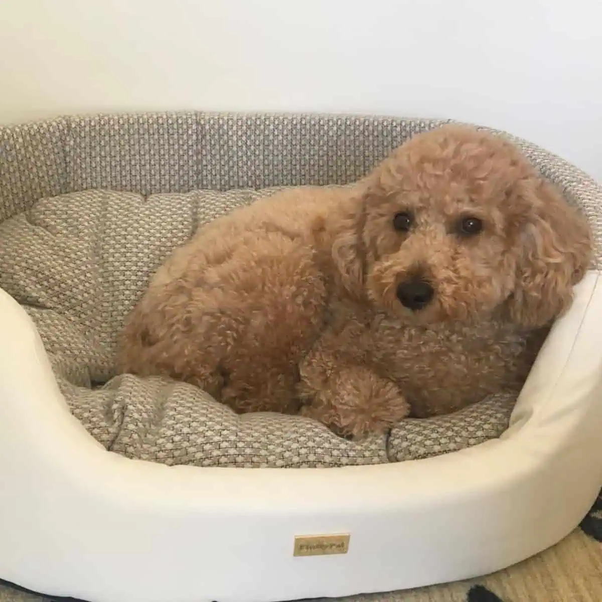 comfortable bed for Poodle