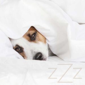 Why Does My Dog Not Want To Sleep With Me Anymore? - Oodle Life