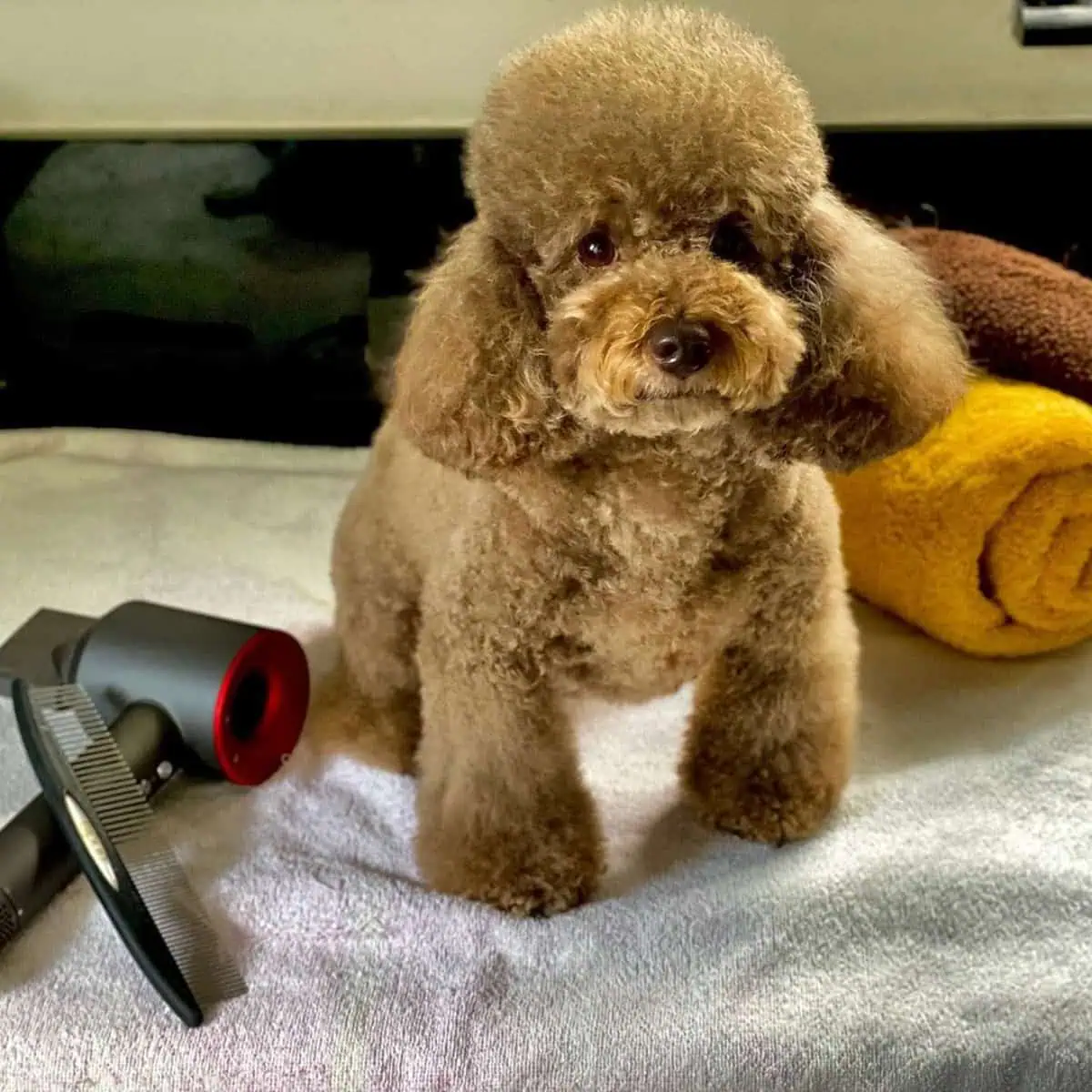 haircut for your Poodle