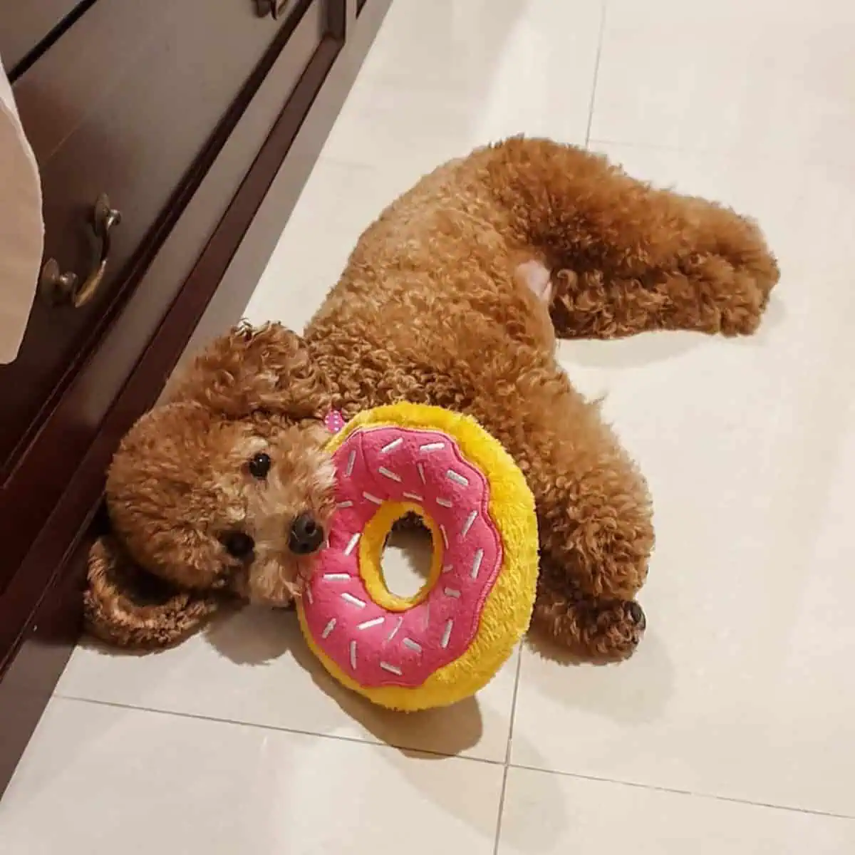 owner bought toy for Poodle