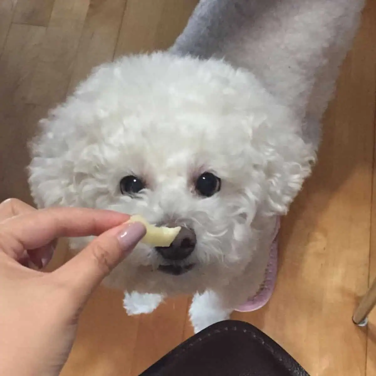 Poodle gets a treat