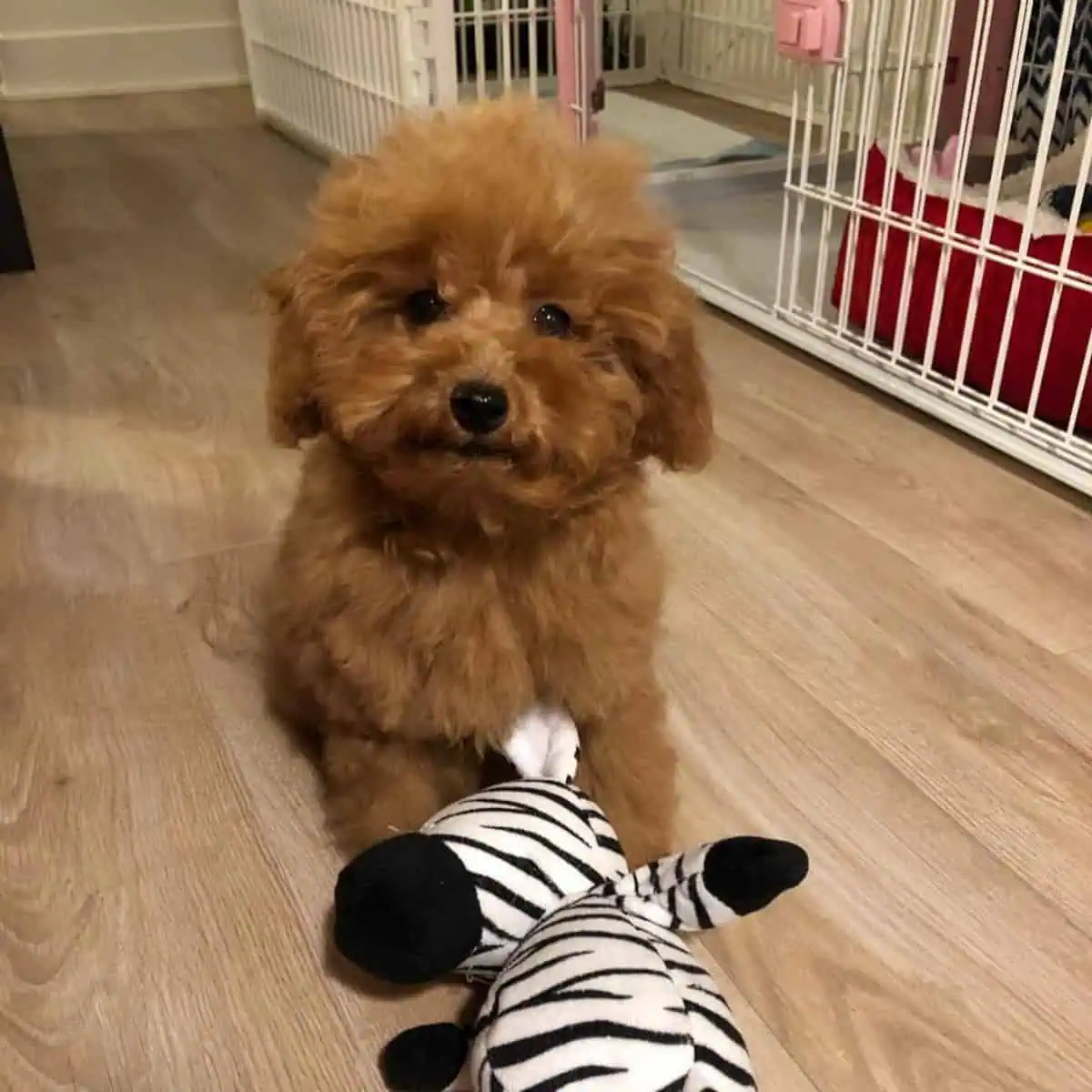 Poodle out of crate with zebra toy
