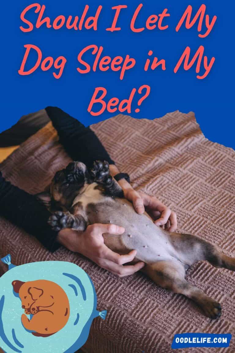 should i sleep with my puppy