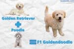 What is a F1B Goldendoodle Comparing F1 vs F1B Goldendoodles - Oodle Life