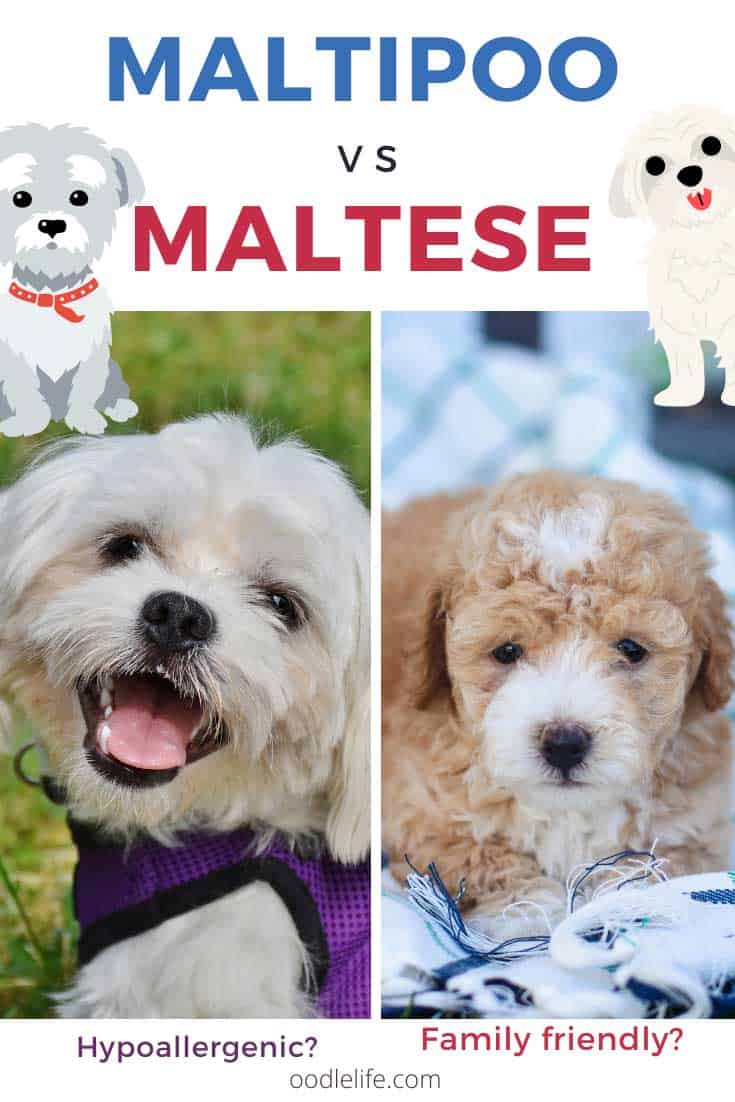 Maltese vs Maltipoo Breed Comparison Which is Best