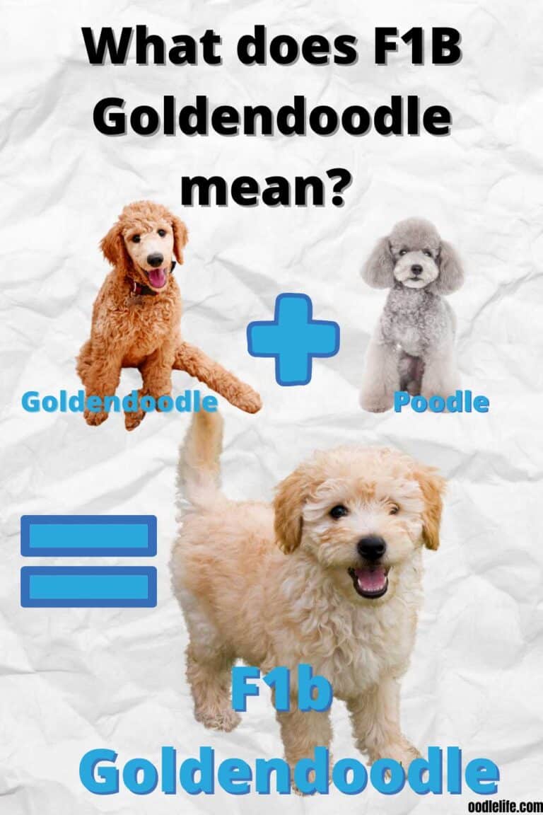 What Is A F1B Goldendoodle? Comparing F1 Vs F1B Goldendoodles - Oodle Life