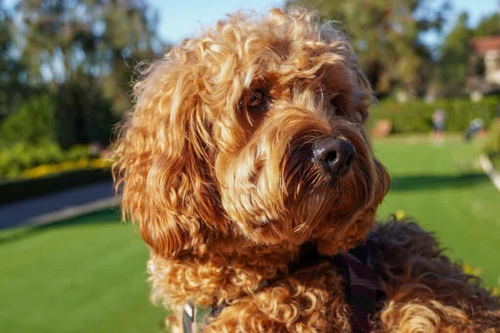 what is the lifespan of a cavapoo