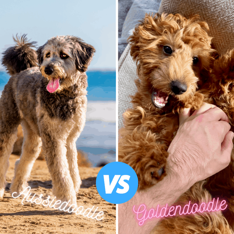 Goldendoodle Health Issues And Prevention Oodle Life