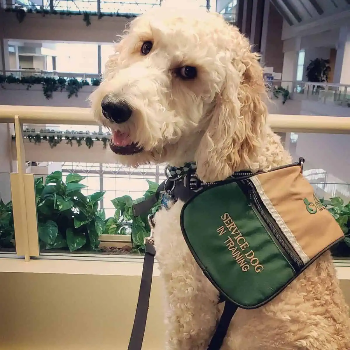 service dog trainee