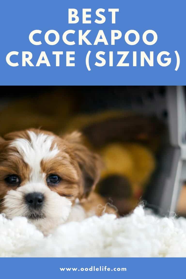 What Size Crate For A Cockapoo? - Oodle Life