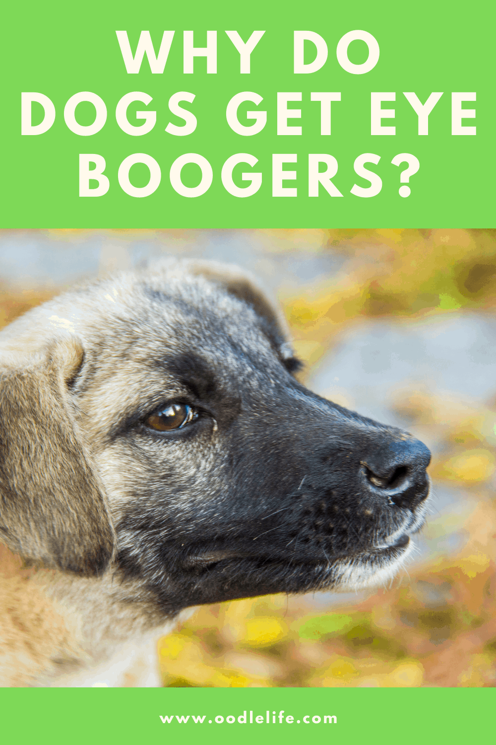 why-do-dogs-get-eye-boogers-oodle-life