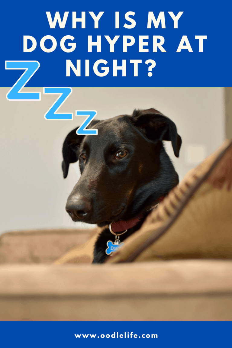 Why Is My Dog So Hyper At Night? [Solutions] - Oodle Life