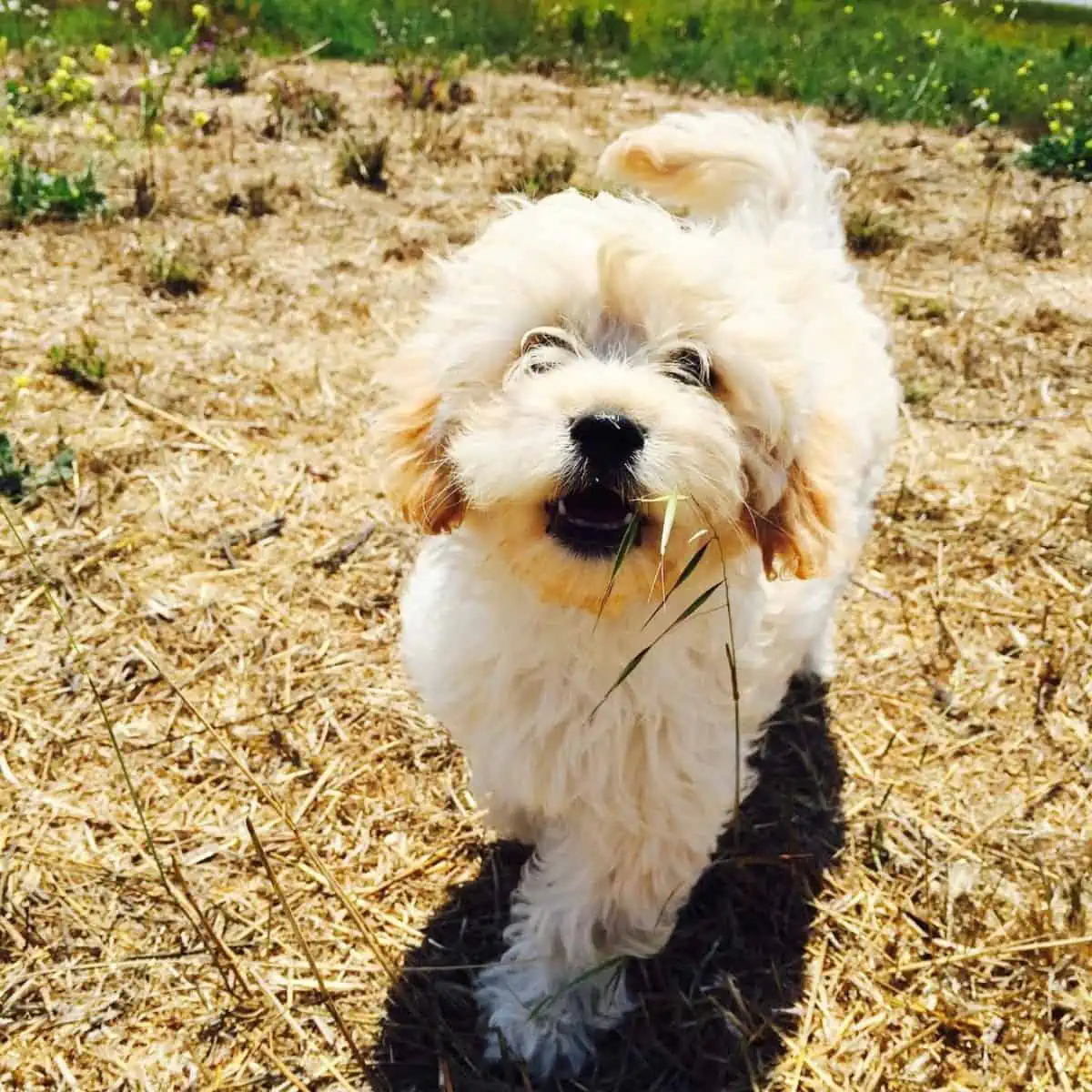 barking Goldendoodle puppy outside